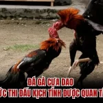 Đá Gà Cựa Dao – Hình Thức Thi Đấu Kịch Tính Được Quan Tâm 2026