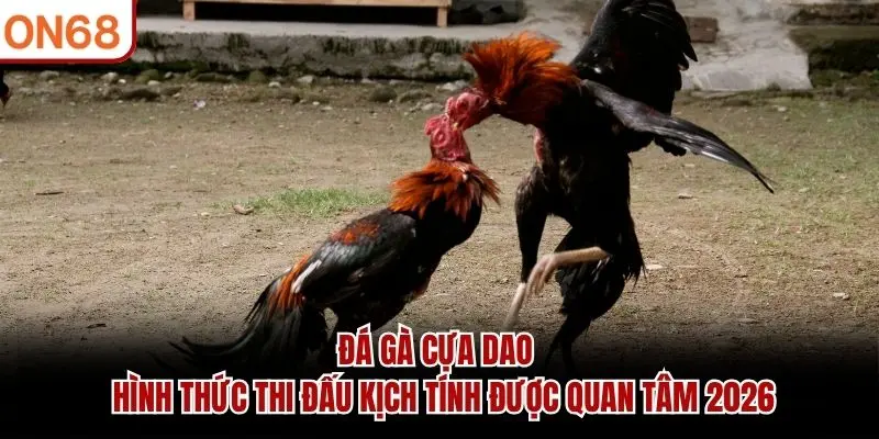 Đá Gà Cựa Dao – Hình Thức Thi Đấu Kịch Tính Được Quan Tâm 2026